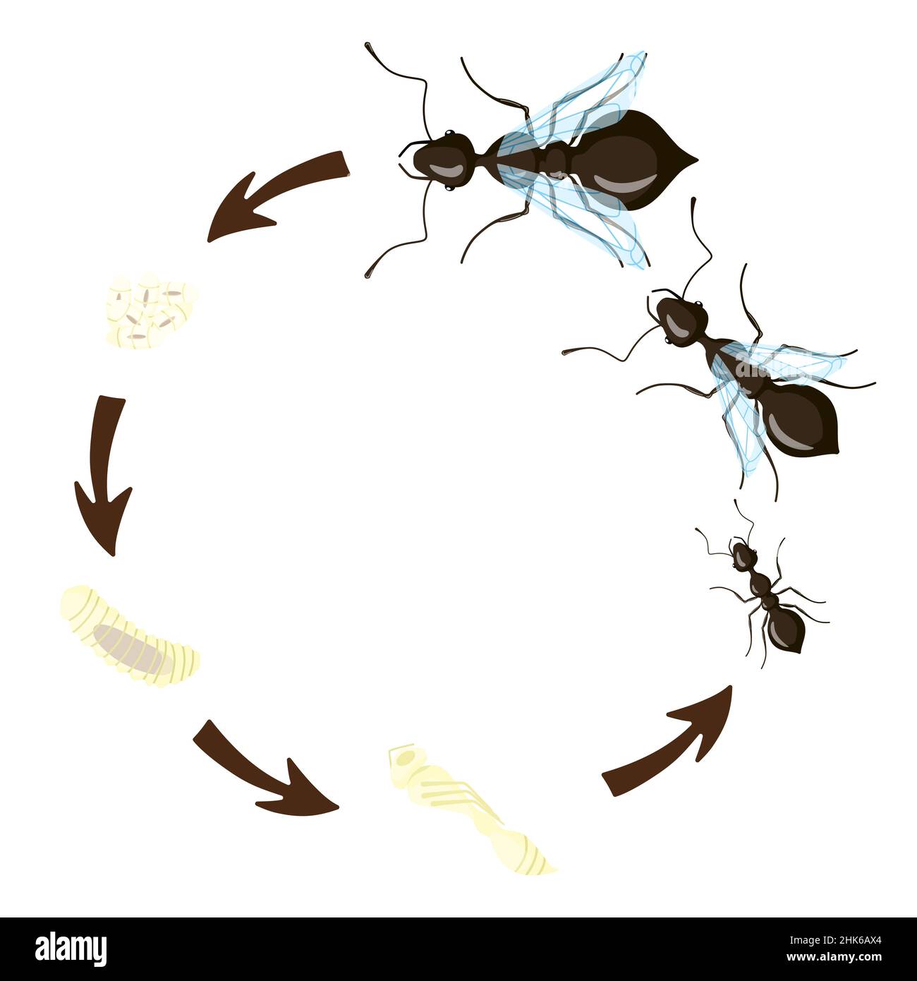 ANT Life Cycle isoliert auf weißem Hintergrund. Stadium der Entwicklung Ameisen Larve, Puppe, Ei, Königin, Mann und Arbeiter. Vektorgrafik. Stock Vektor