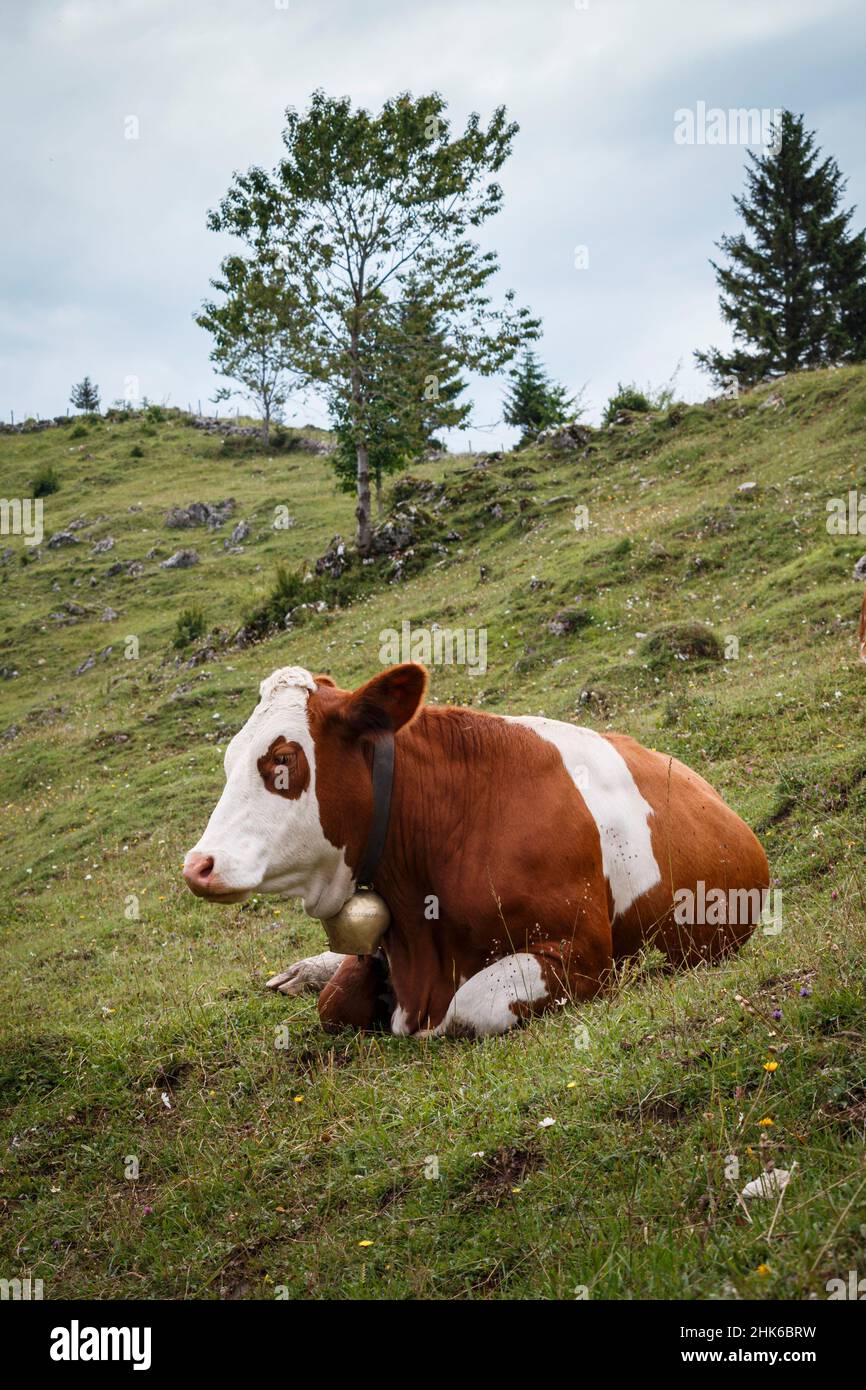 Grünes Gras und eine Kuh in den Bergen Stockfoto