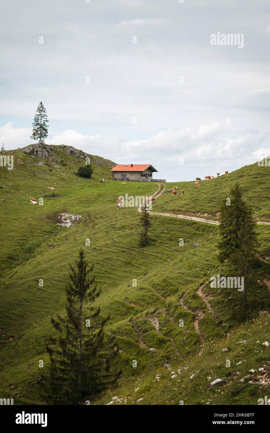 Weg zu einer Bergfarm mit Gras und Bäumen Stockfoto
