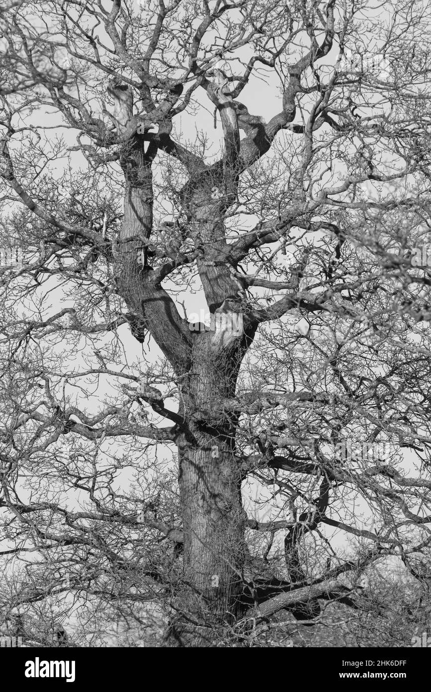 Schwarz-weiße Aufnahme einer Eiche (Quercus sp.) im Winter Stockfoto