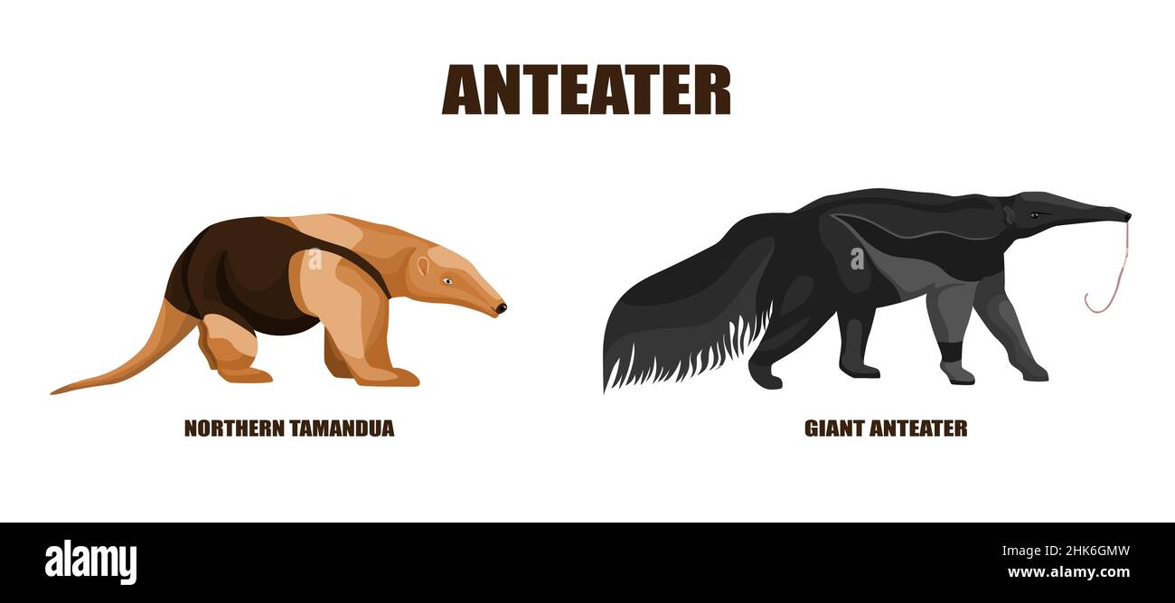 Stellen Sie die Darstellung der Ameisenbären auf einen isolierten weißen Hintergrund ein. Vektor-Illustration zwei Tiere aus Südamerika riesigen Ameisenbären und Tamandua Nord. Simp Stock Vektor