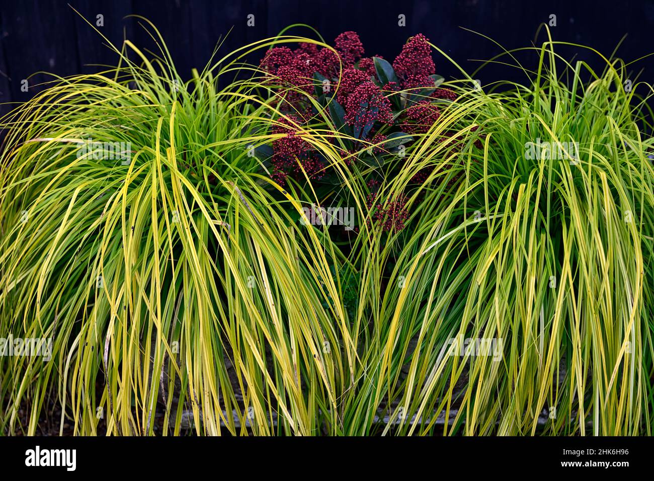 Skimmia japonica Rubella, Carex oshimensis Everillo, rote Beeren, rote Beere, klumpenbildende immergrüne japanische Hecke, schmale, gebogene, lindgrüne Blätter, fol Stockfoto