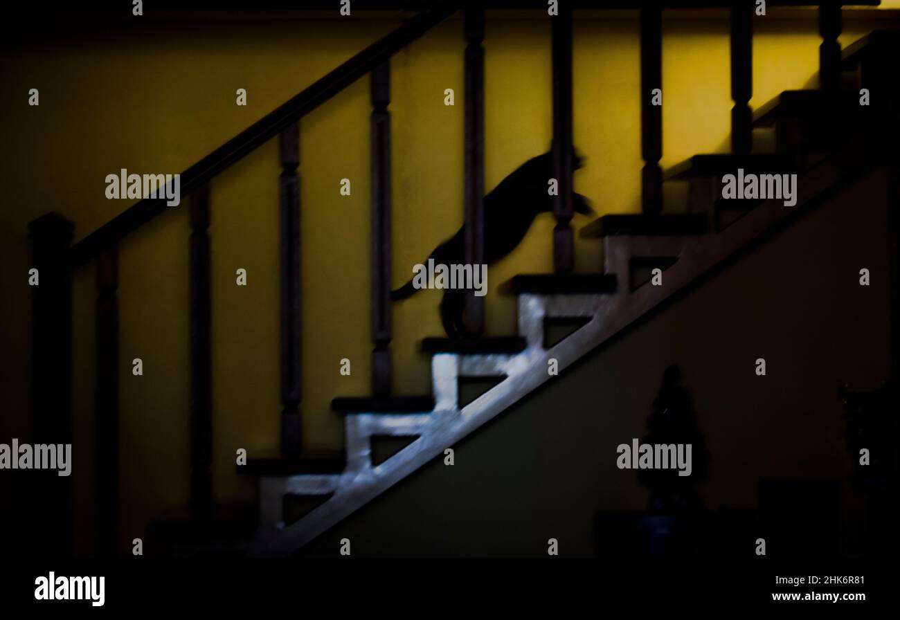 Eine Katze, die an der Leiter läuft Stockfoto