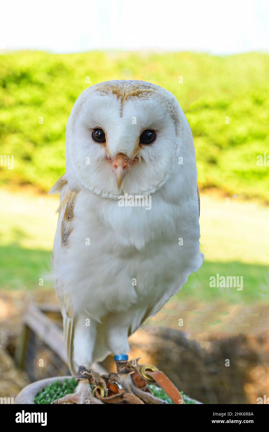 Barn Owl (Tyto alba) auf der Ausstellung, Burgh-le-Marsh, Lincolnshire,  England, Vereinigtes Königreich Stockfotografie - Alamy