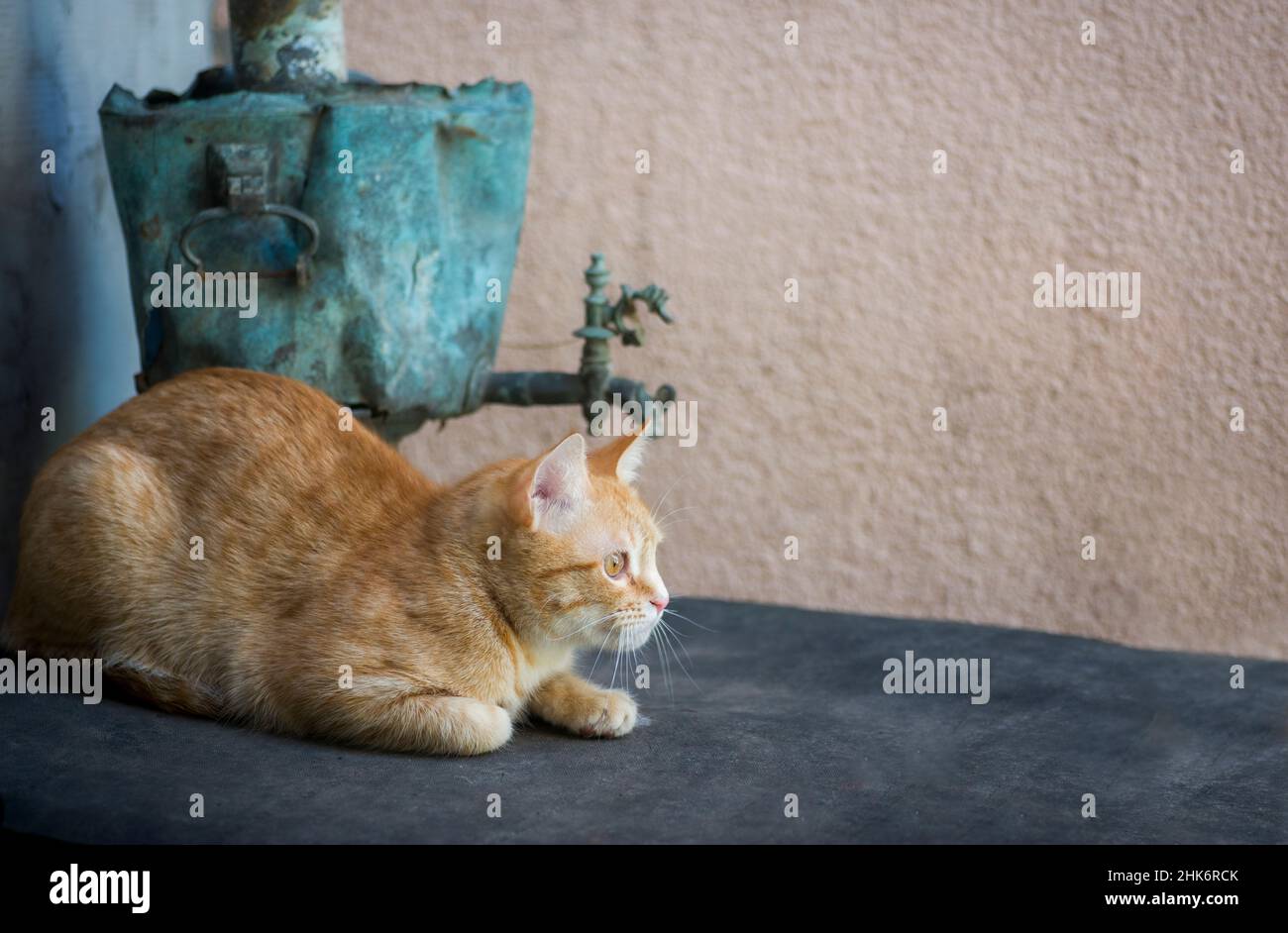 Junge Katze, in der Nähe des alten gewellten Samovars Stockfoto