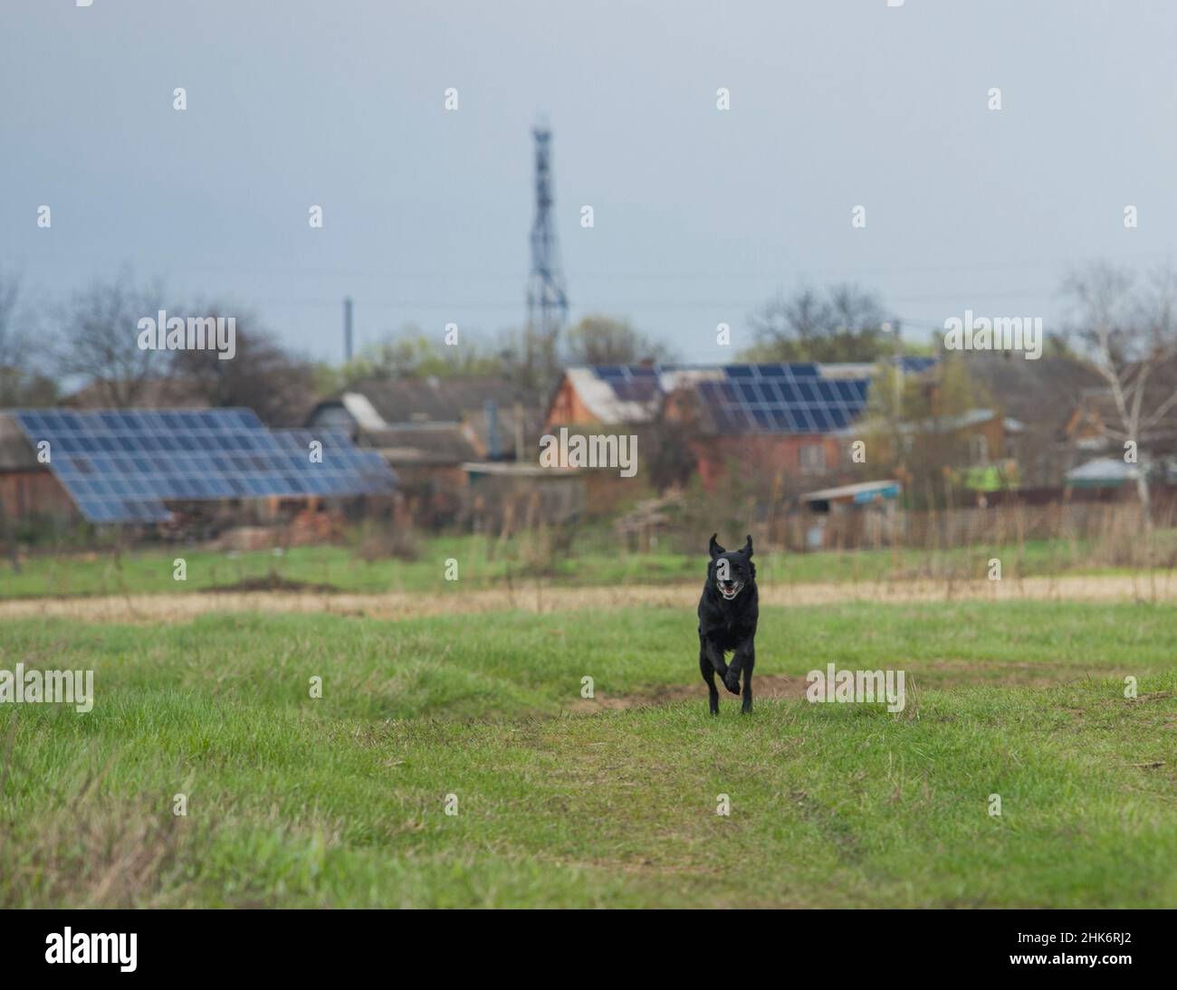 Ein schwarzer Hund, der auf der Wiese läuft, mit kleinen privaten Solarkraftwerken im Hintergrund. Stockfoto