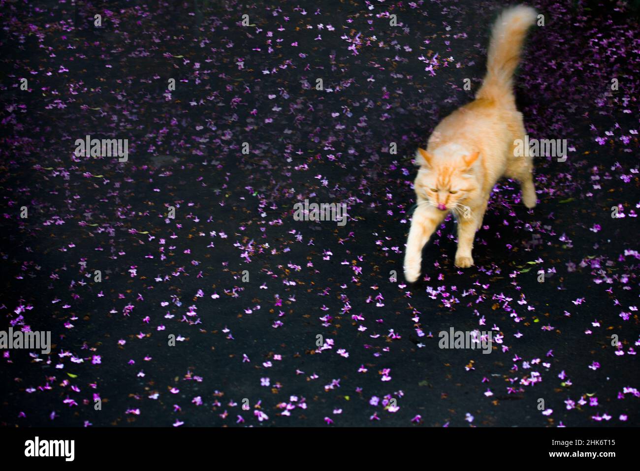 Eine rote, flauschige Katze, die auf verstreuten Fliederblüten läuft Stockfoto