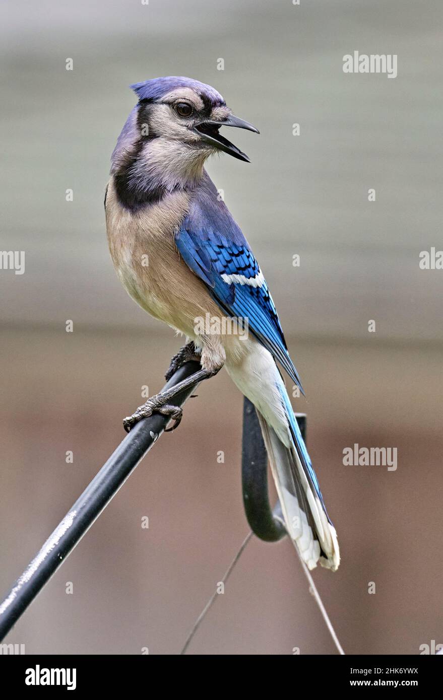 Schöner Blauer Jay mit offenem Schnabel und in auffälliger Pose. Sein Gefieder ist im Kamm lavendelblau bis mittelblau. Stockfoto