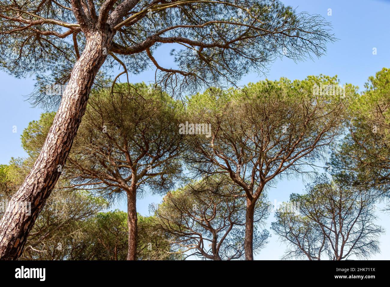 Blick auf die mediterranen Pinienwälder in einem spanischen Wald Stockfoto