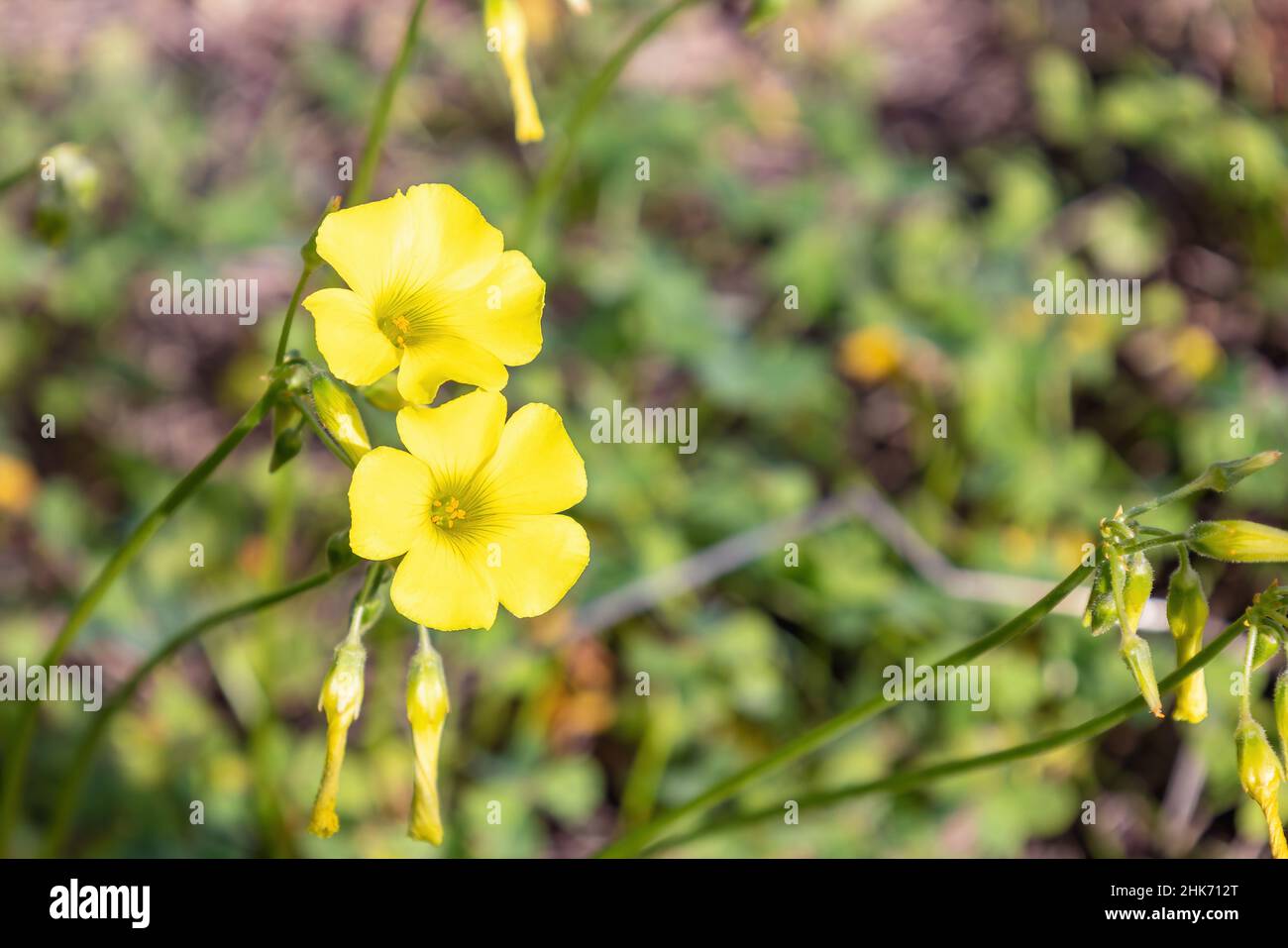 Eine Oxalis pes-caprae Blume, bekannt als afrikanischer Holzschnuppe, Bermuda-Butterblume, Bermuda-Sauerampfer, Butterblume oxalis, Kapschnuppe, Englisches Unkraut, Ziegenfuß, s Stockfoto