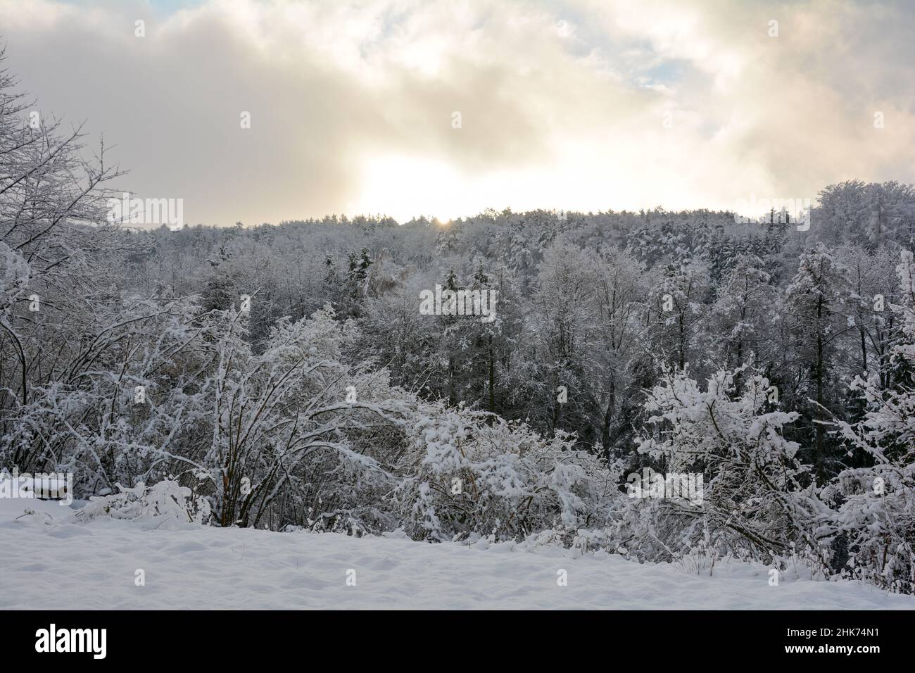 Tiefschnee mit Sonnenaufgang hinter den Bäumen im Wald Stockfoto