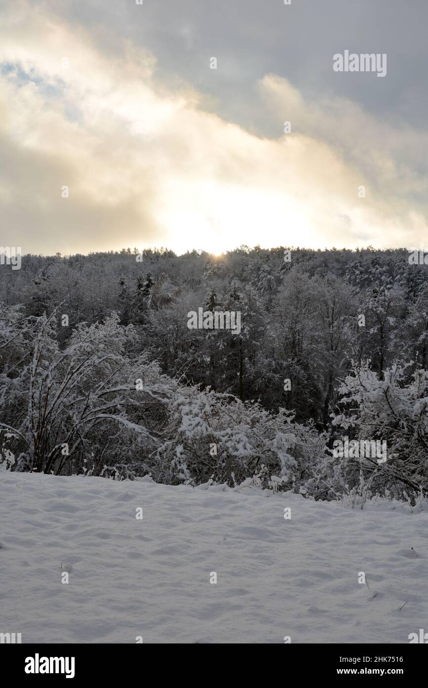 Tiefschnee mit Sonnenaufgang hinter den Bäumen im Wald Stockfoto