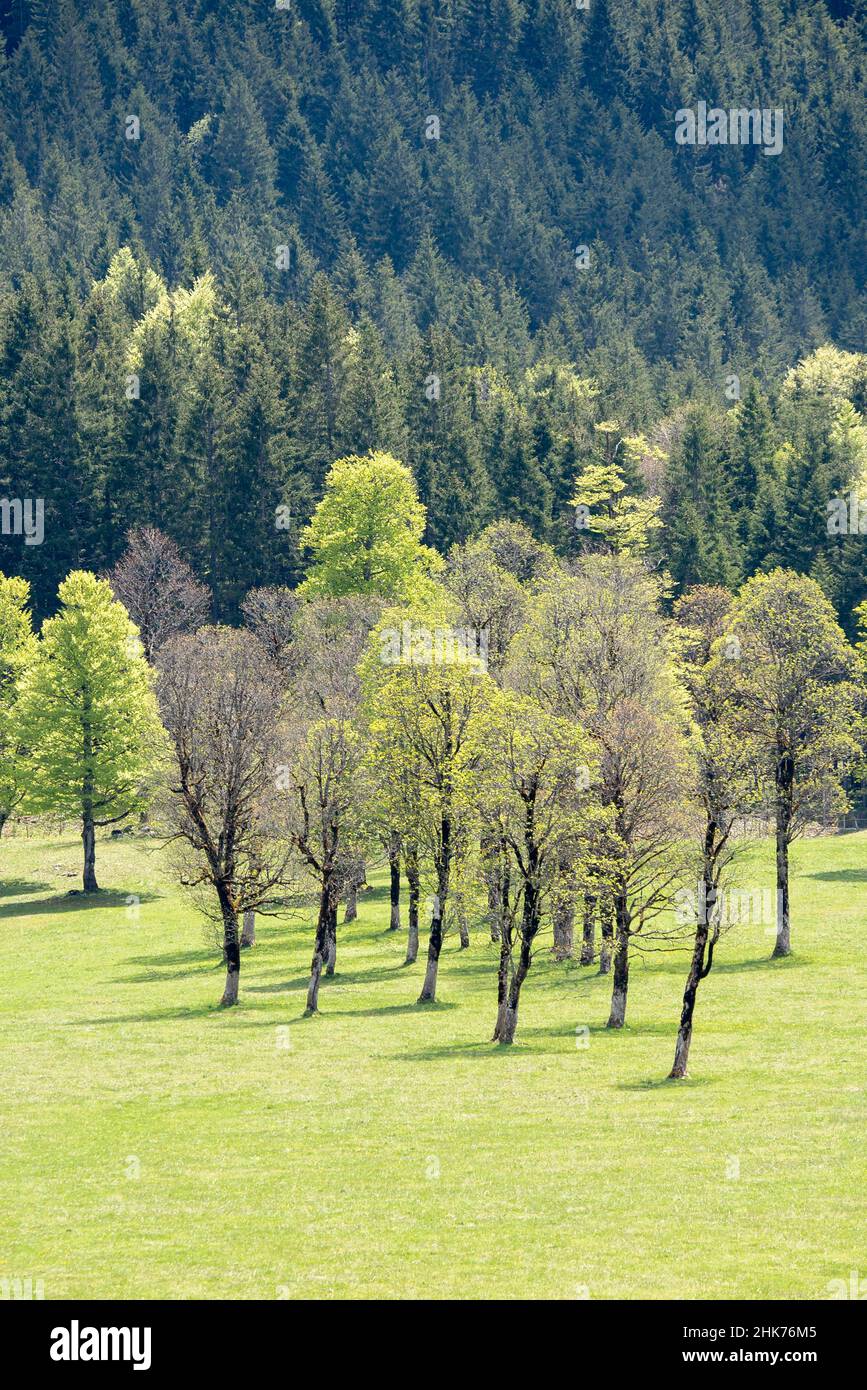 Ahornbäume (Acer pseudoplatanus) im Frühsommer, Risstal, Tirol, Österreich Stockfoto