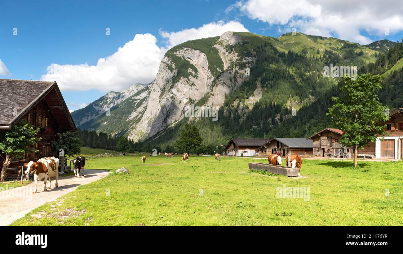 Am Abend kehren Kühe in die Almdorf eng zurück, Hinterriss, Tirol, Österreich Stockfoto