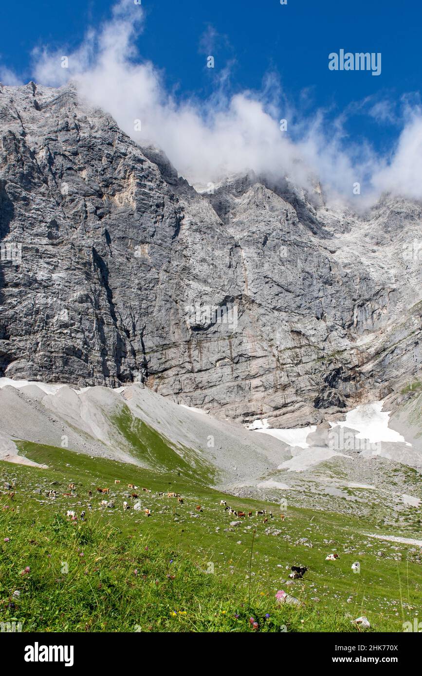 Almgebiet enger Grund mit Kühen, Karwendelgebirge, Tirol, Österreich Stockfoto