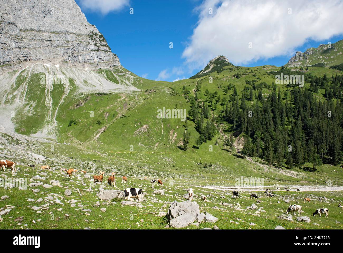 Kühe in der Enger Grund Alm mit Hohljoch und Teufelskopf, Tirol, Österreich Stockfoto