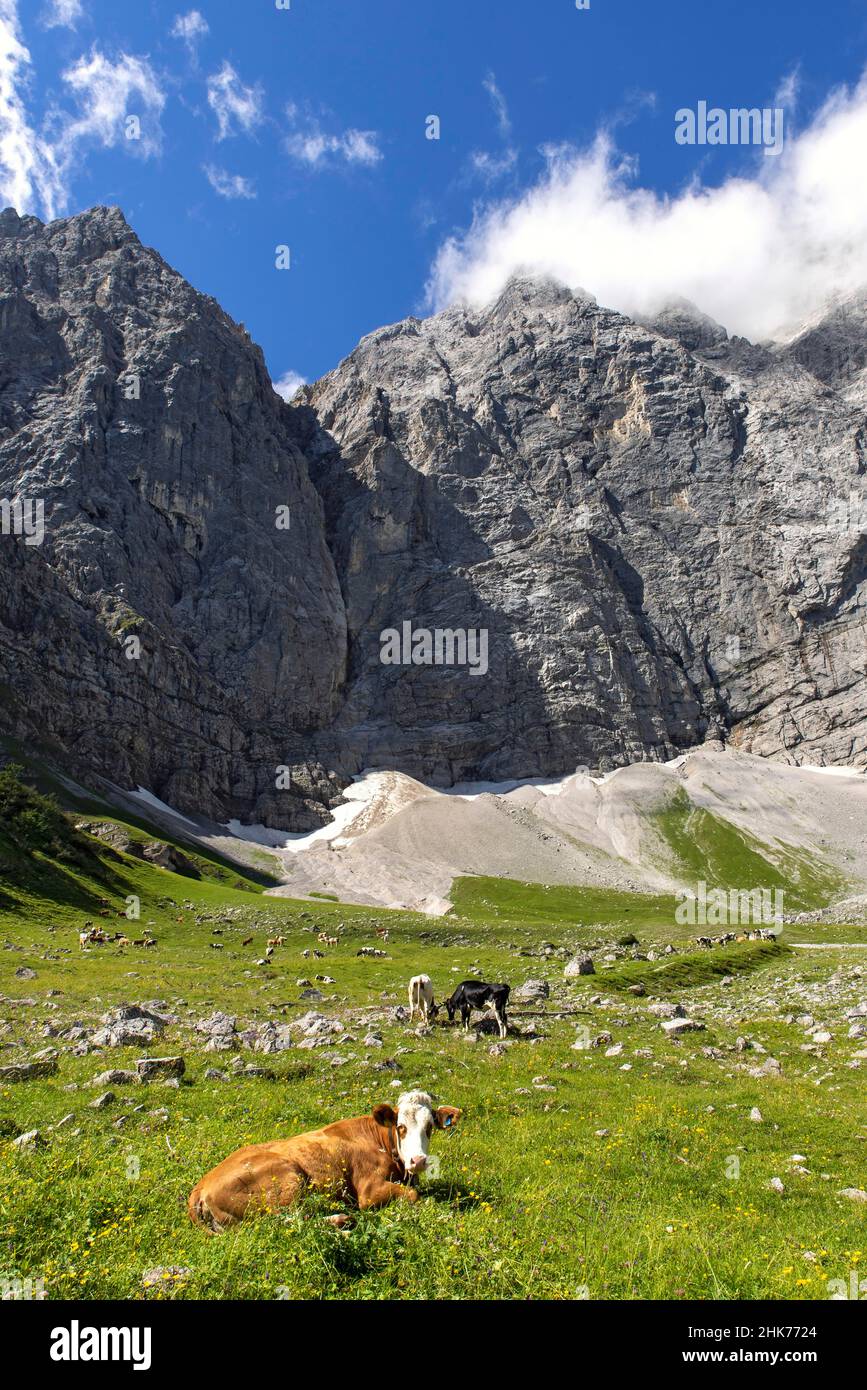 Kühe im Enger Grund Almgebiet, Grubenkarspitze im Hintergrund, Karwendelgebirge, Tirol, Österreich Stockfoto