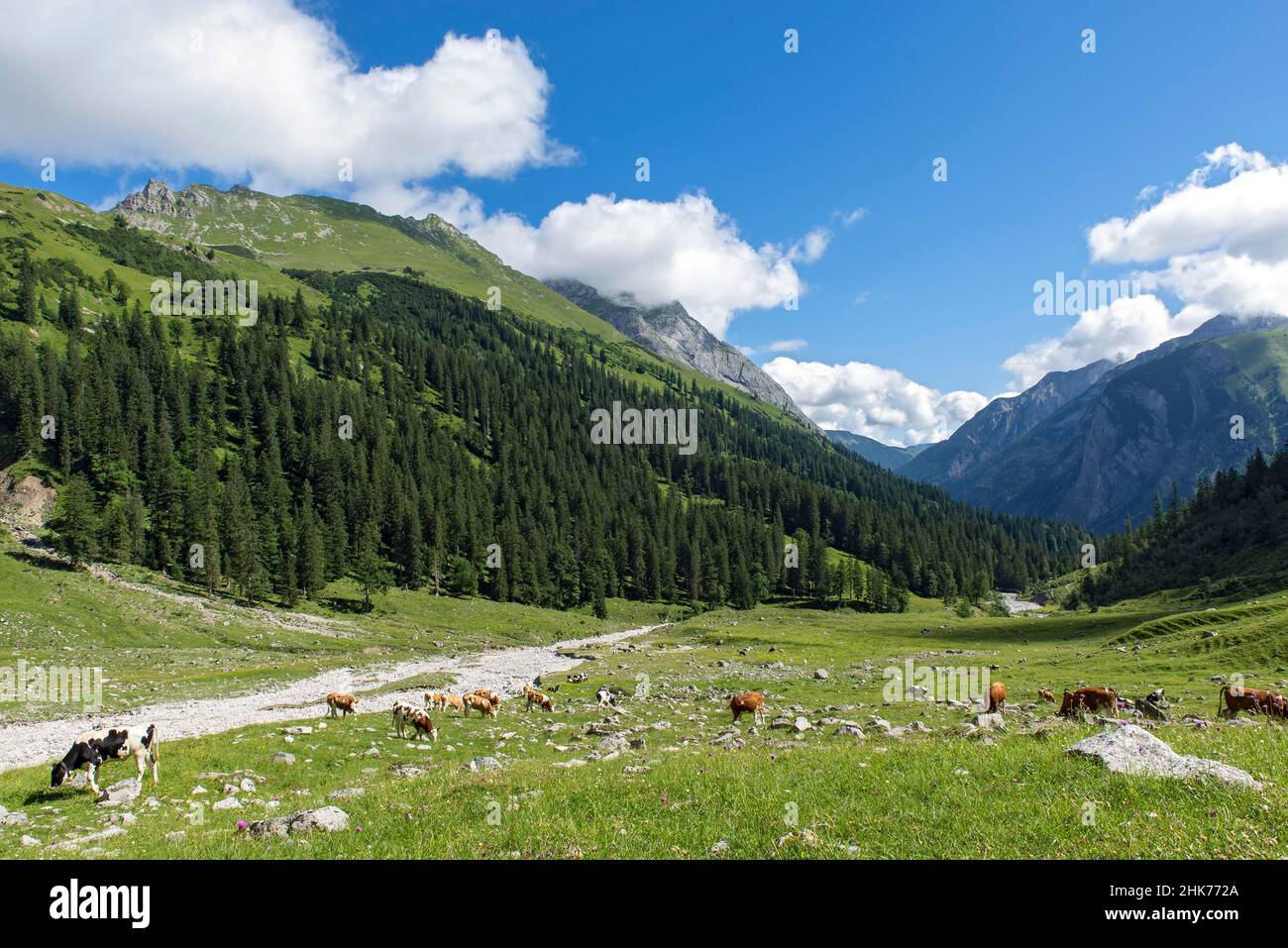 Kühe in der Enger Grund Alm, Karwendelgebirge, Tirol, Österreich Stockfoto