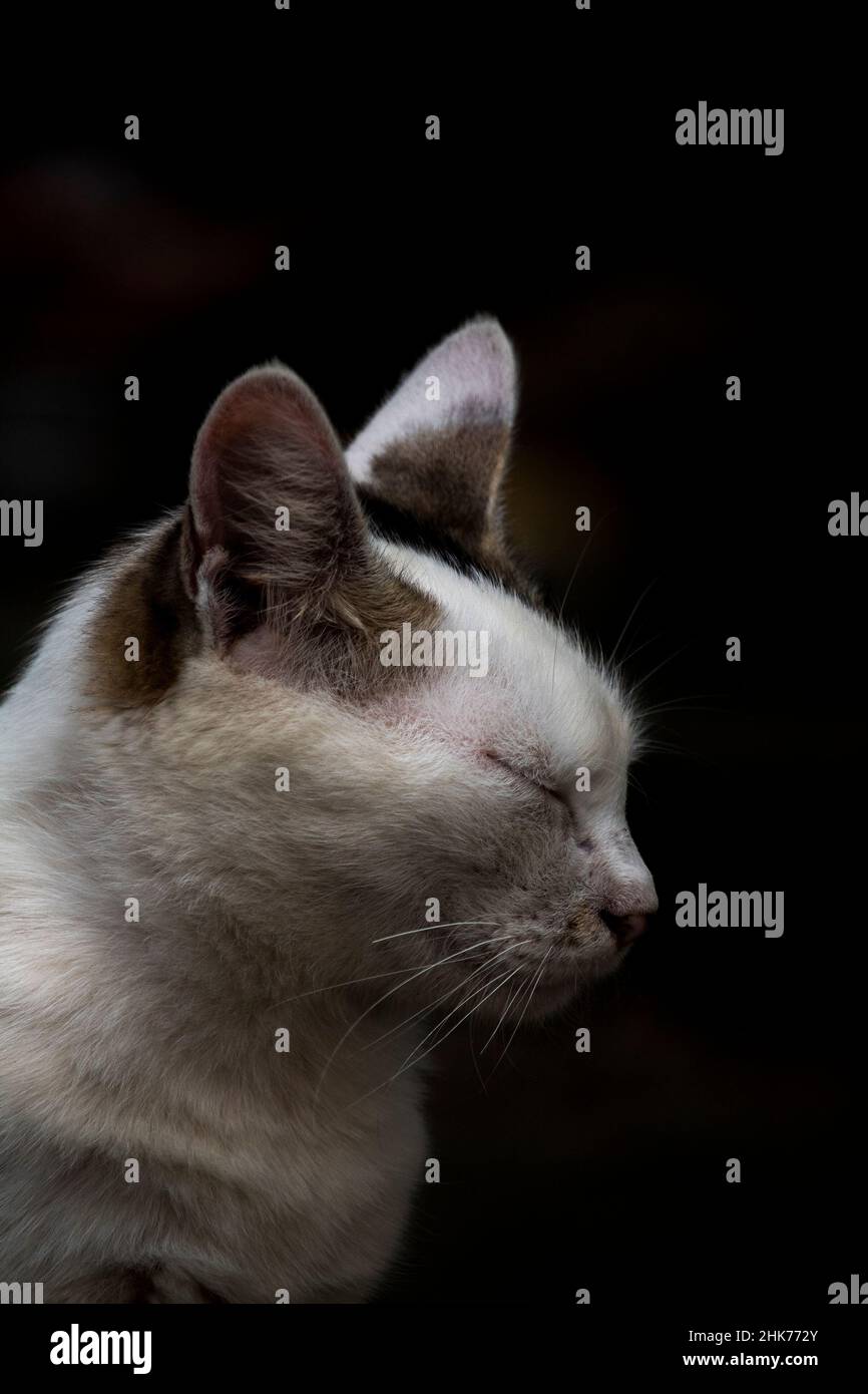 Eine schöne Katzenseite aus der Nähe Stockfoto