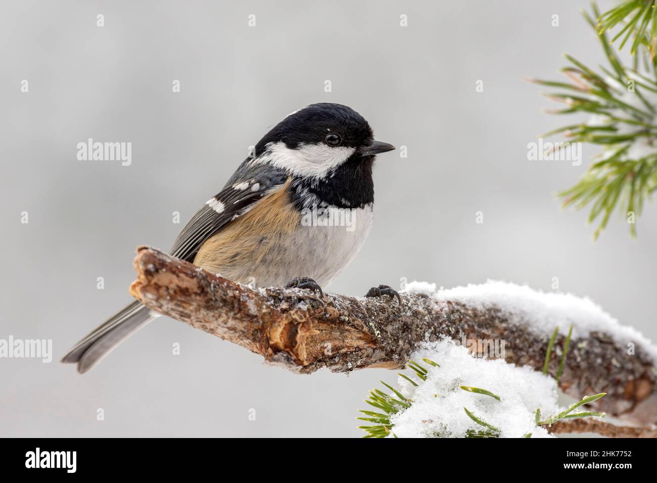 Kohlmeise (Parus ater) sitzt auf toten Zweig, Winter, Tirol, Österreich Stockfoto