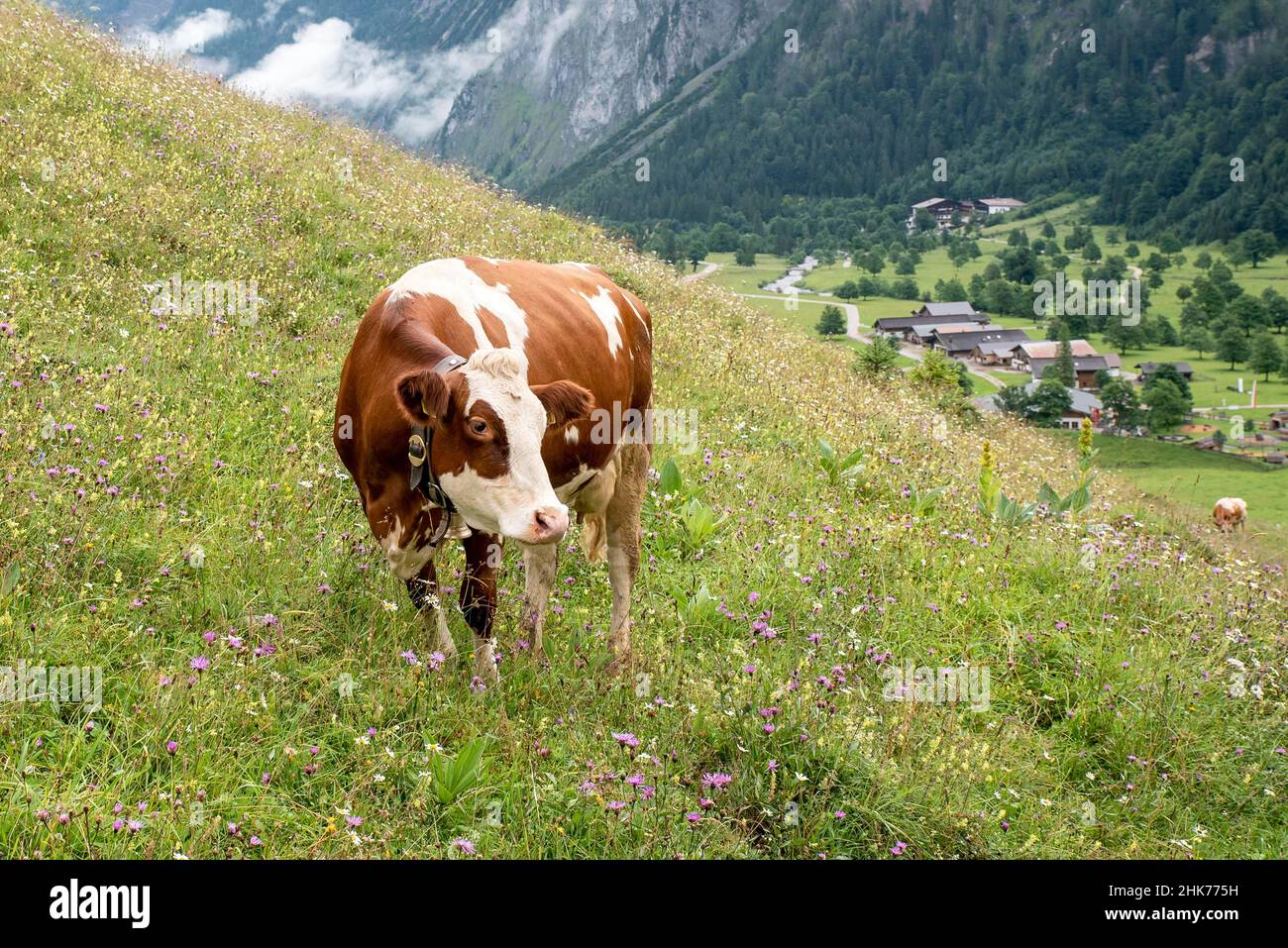Kuh auf blühender Almwiese, Tiroler Fleckvieh, dahinter das Alpendorf eng, Tirol, Österreich Stockfoto
