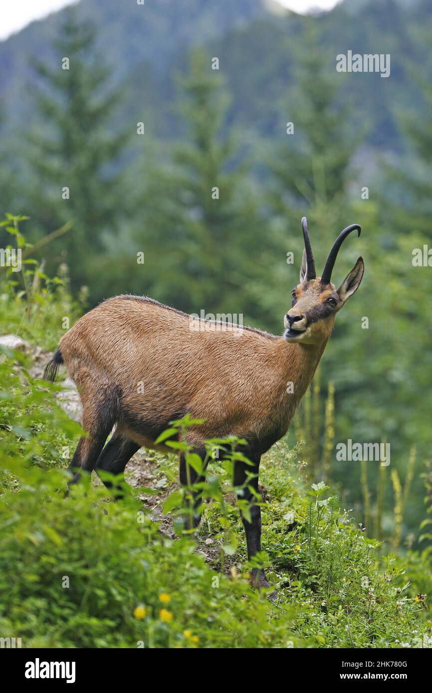 Gemsen (Rupicapra rupicapra), Lech, Vorarlberg, Österreich Stockfoto