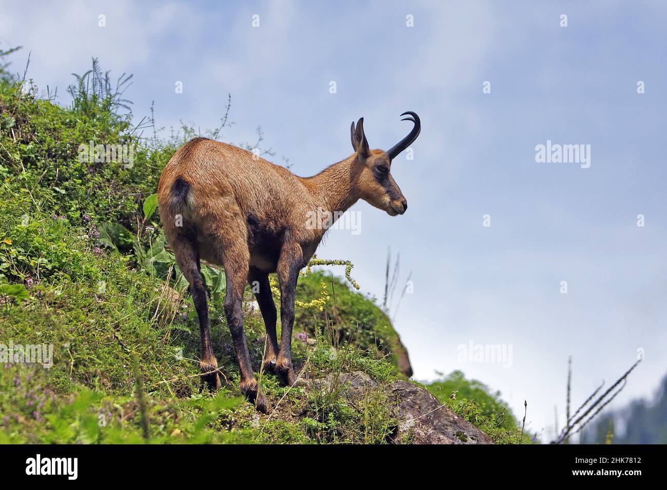 Gemsen (Rupicapra rupicapra), Lech, Vorarlberg, Österreich Stockfoto