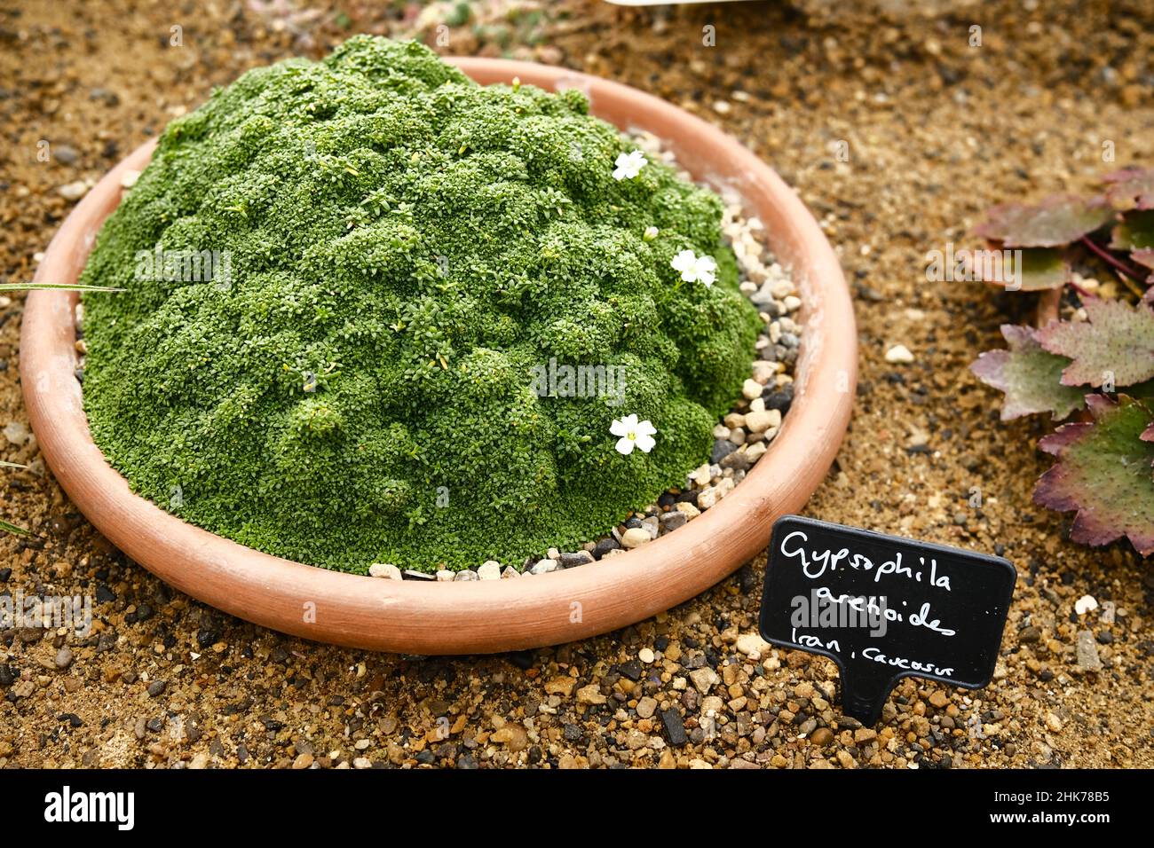 Gypsophila Aretioides wächst in einem Behälter aus Kies in einem Gewächshaus, gekennzeichnet. Stockfoto
