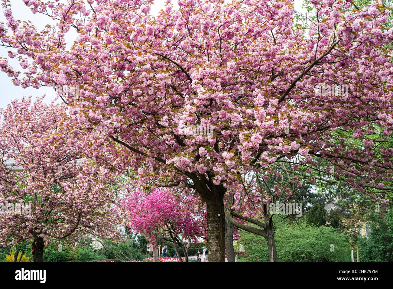 Schöner, blühender Bink-Sakura-Baum im Frühling in einem Park. Natürlicher Backgorund Stockfoto