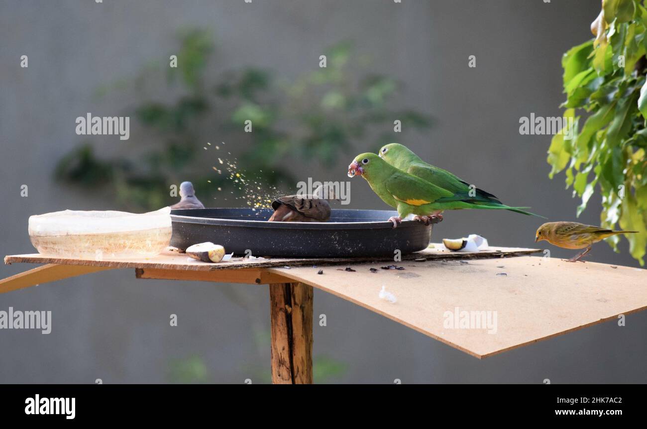 aves do Brasil Stockfoto