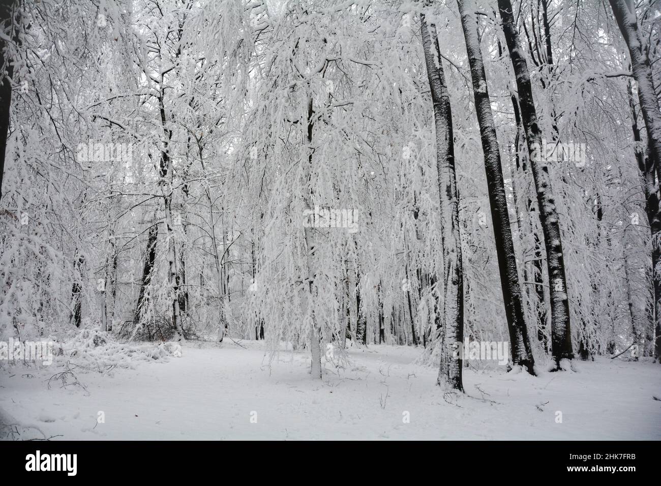 Schneebedeckte Bäume im Wald an einem kalten Wintertag Stockfoto