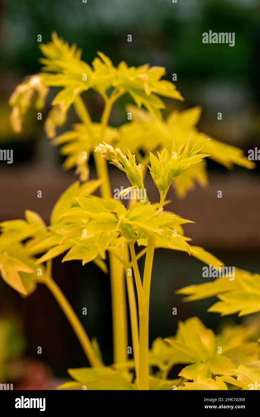 Nahaufnahme des leuchtend gelben Laubs des blutenden Herzens „Weißgold“. Lamprocapnos Dicentra spectabilis Stockfoto