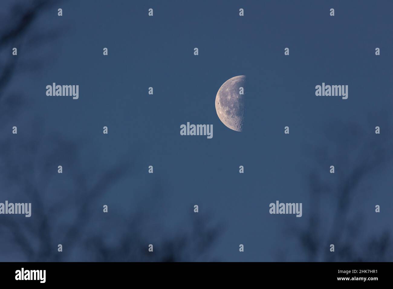 Nahaufnahme des abnehmenden Mondes - Halbmond - am frühen Morgen gegen blauen Himmel. Silhouette von Baum und Ästen vorne. Stuttgart, 25. Januar 202 Stockfoto