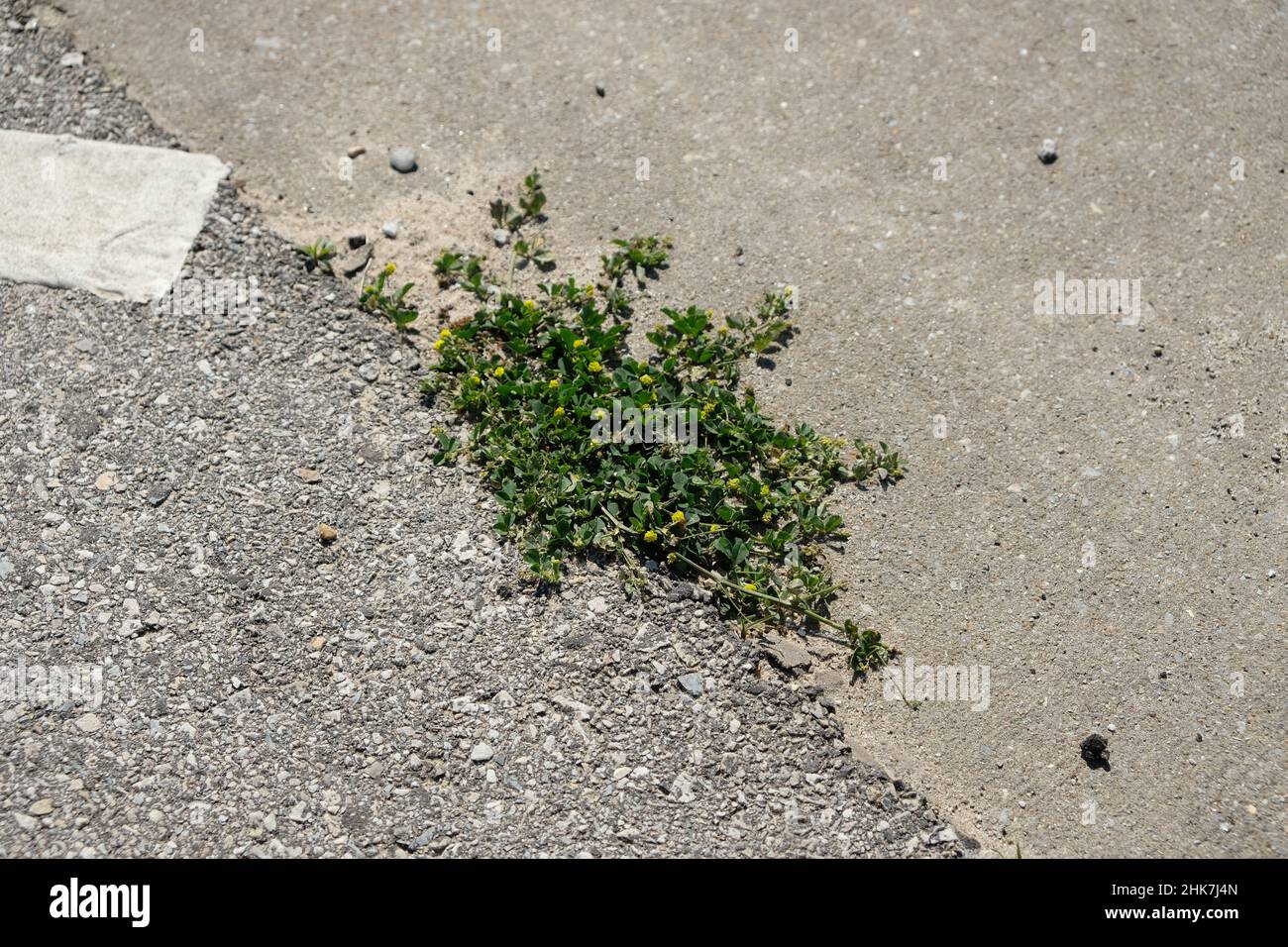 Pflanzenleben wächst durch kleinen Raum zwischen Asphalt und Beton. Stockfoto