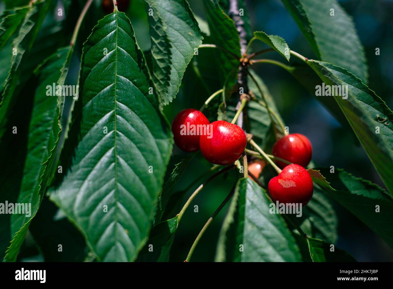 Rote reife Kirschen auf einem Ast im Garten. Frühlingsfrüchte. Stockfoto