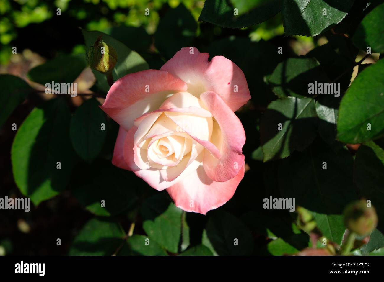 Rosa Weiß in dramatischem Sonnenlicht, das die zarte Farbvariation und Struktur der Mitte vor dem Hintergrund von Blättern und einer verschwommenen Knospe beleuchtet. Stockfoto