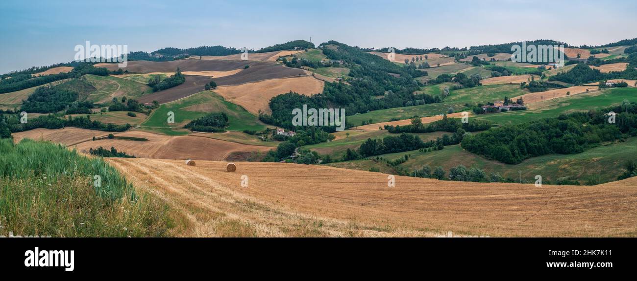 Die kultivierten Hügel zwischen Fano und Pesaro in der Sommersaison. Provinz Pesaro und Urbino, Marken, Italien. Stockfoto