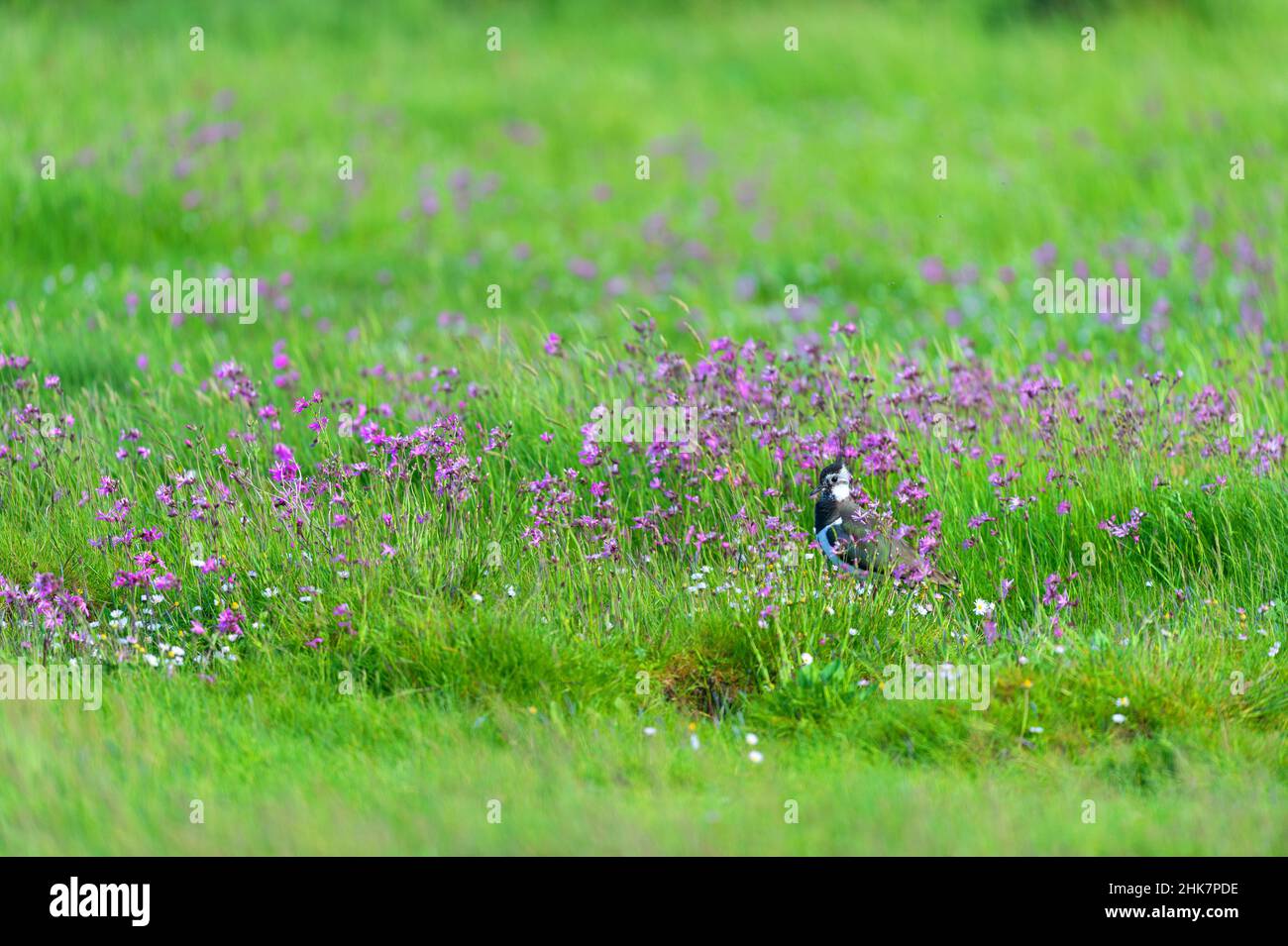 Kiebitz im Hogh Gras mit Blumen im Frühling Stockfoto