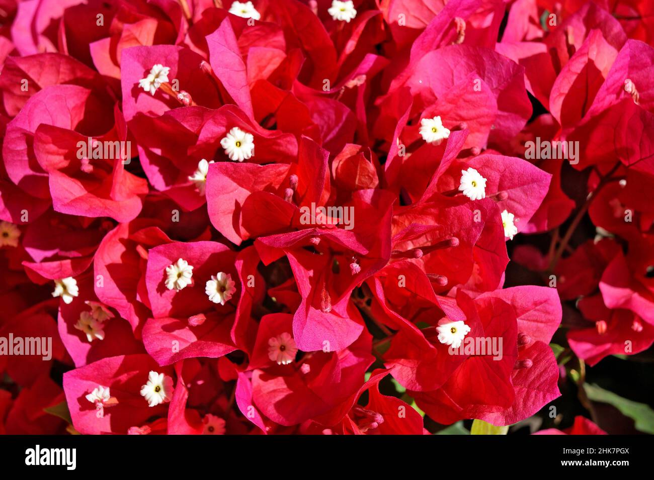 Rote Bougainvillea-Blüten (Bougainvillea glabra) Stockfoto
