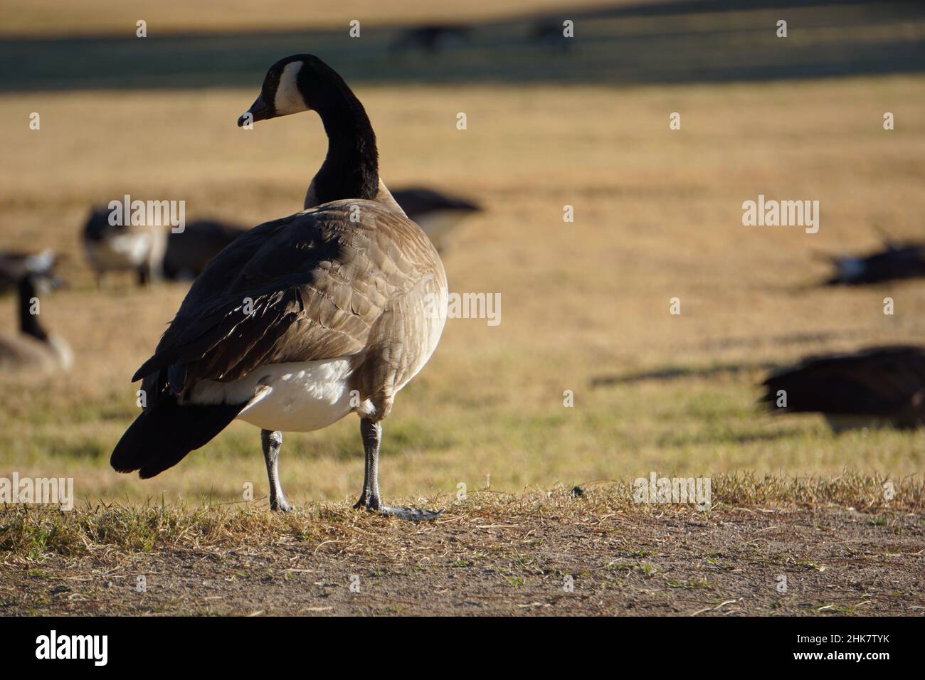 Enten in der Natur Stockfoto