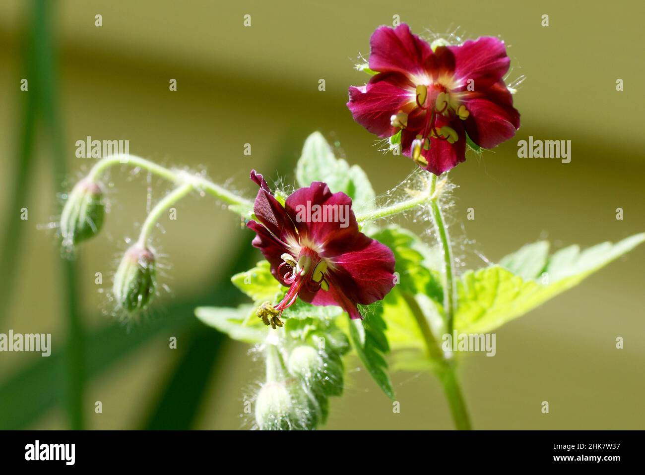 Geranium phaeum, gemeinhin als dunkler Kranichschnabel, trauernde Witwe oder schwarze Witwe bezeichnet. Blumen aus nächster Nähe. Stockfoto