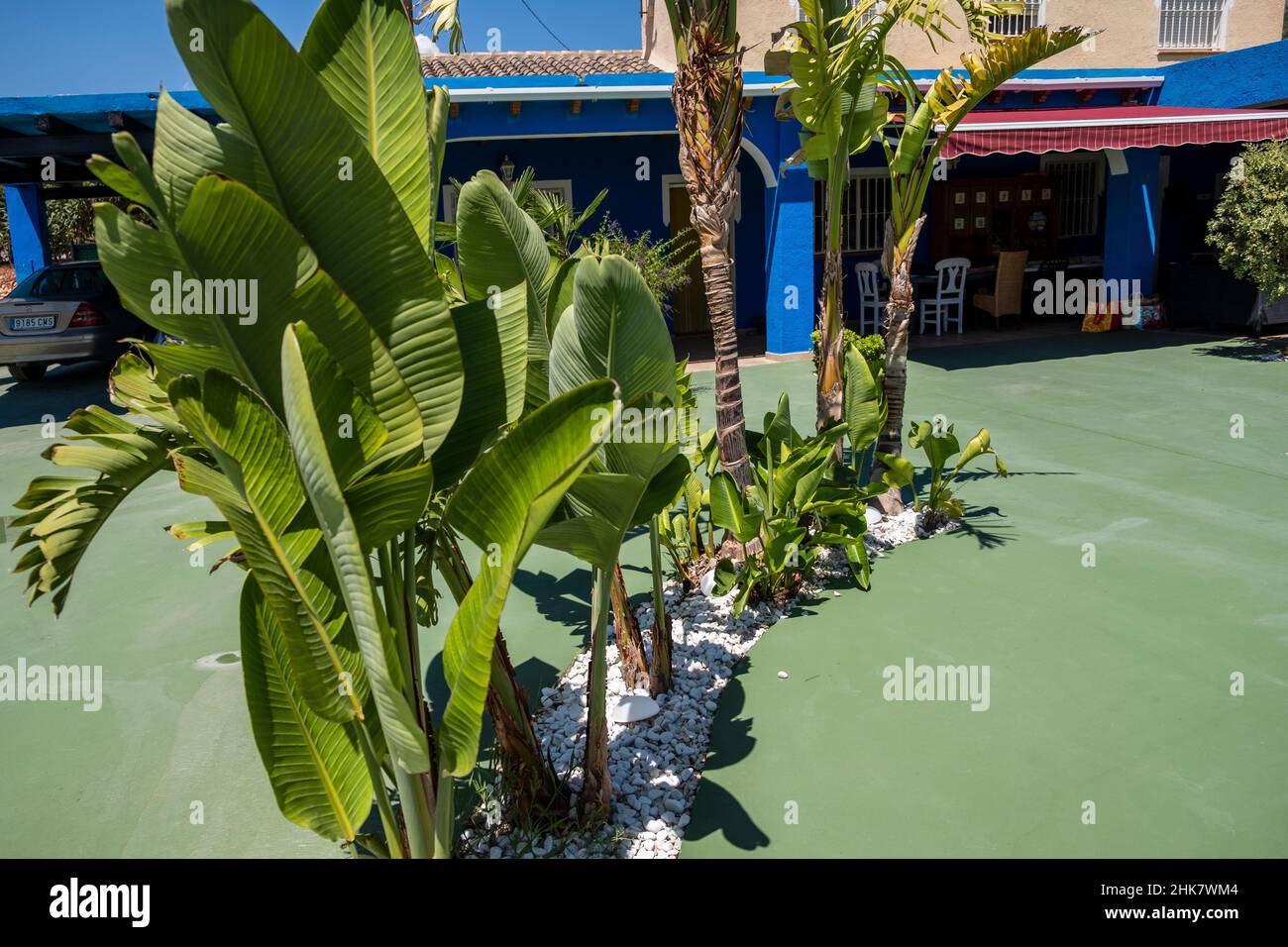 Tropische Pflanzen auf der Terrasse neben dem Pool einer privaten Villa mit offenem Pool und Garten in der Nähe von Altea an der Costa Blanca, Comunidad Valenciana, Spanien Stockfoto