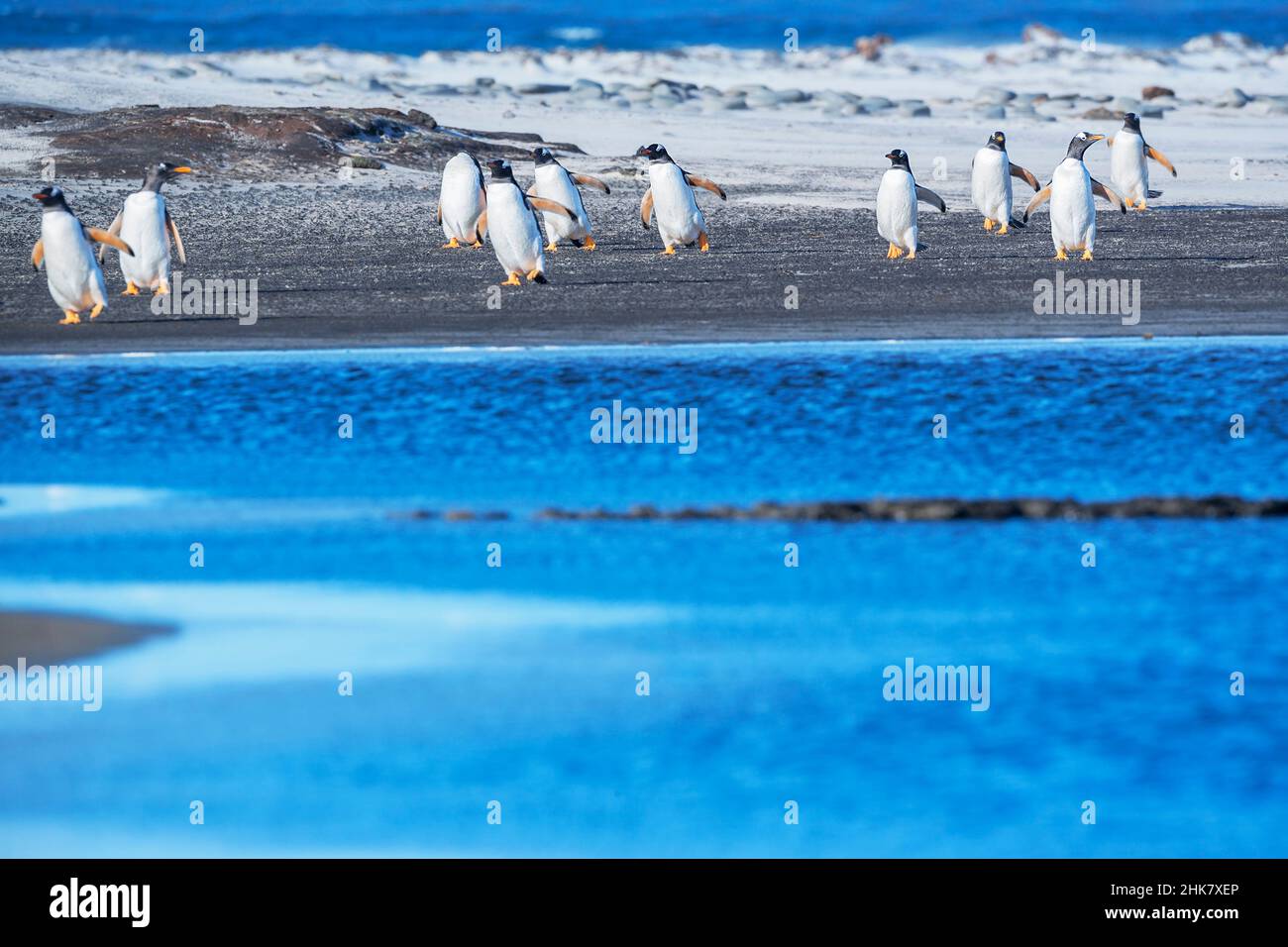 Gentoo Pinguine (Pygocelis papua papua) Wandern am Strand, Sea Lion Island, Falkland Islands, Südamerika Stockfoto