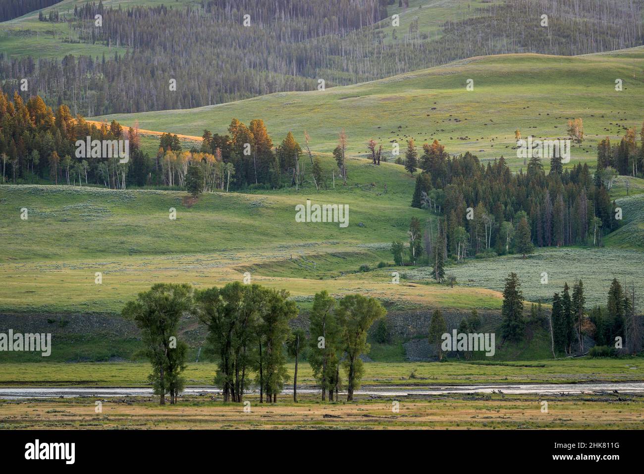 Lamar Valley, Yellowstone National Park, Wyoming. Stockfoto