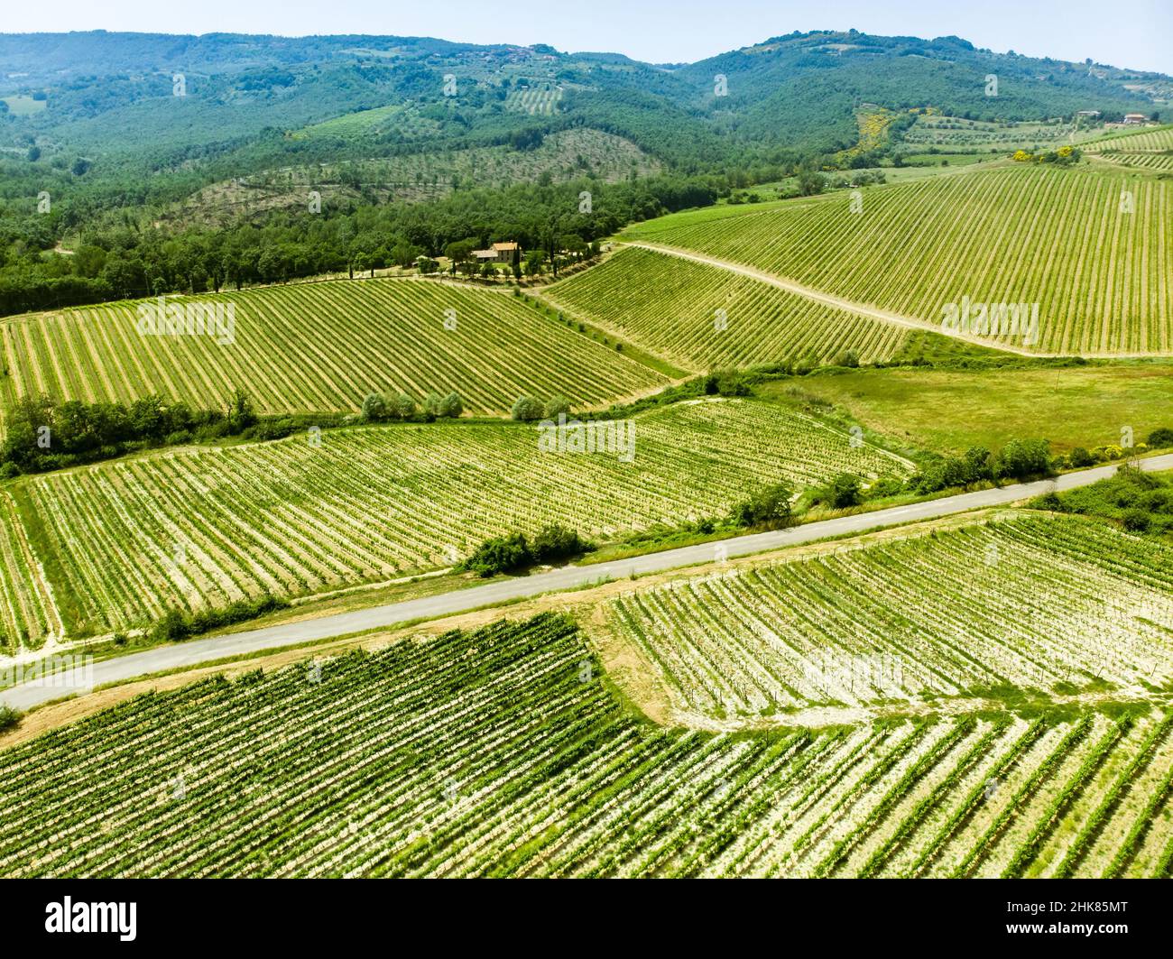 Luftaufnahme von endlosen Reihen von Weinreben rund um Orvieto Stadt. Weinberge, Plantagen von Weinreben, die hauptsächlich für die Weinherstellung in Umbrien angebaut werden, IT Stockfoto