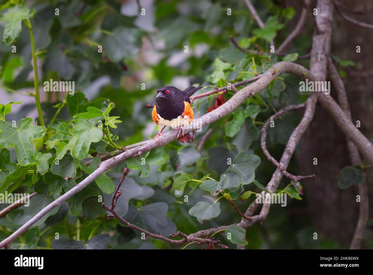 Eastern Towhee thronte während des Regens auf einem Baumzweig mit grünen Blättern, die seinen Lebensraum einfangen Stockfoto