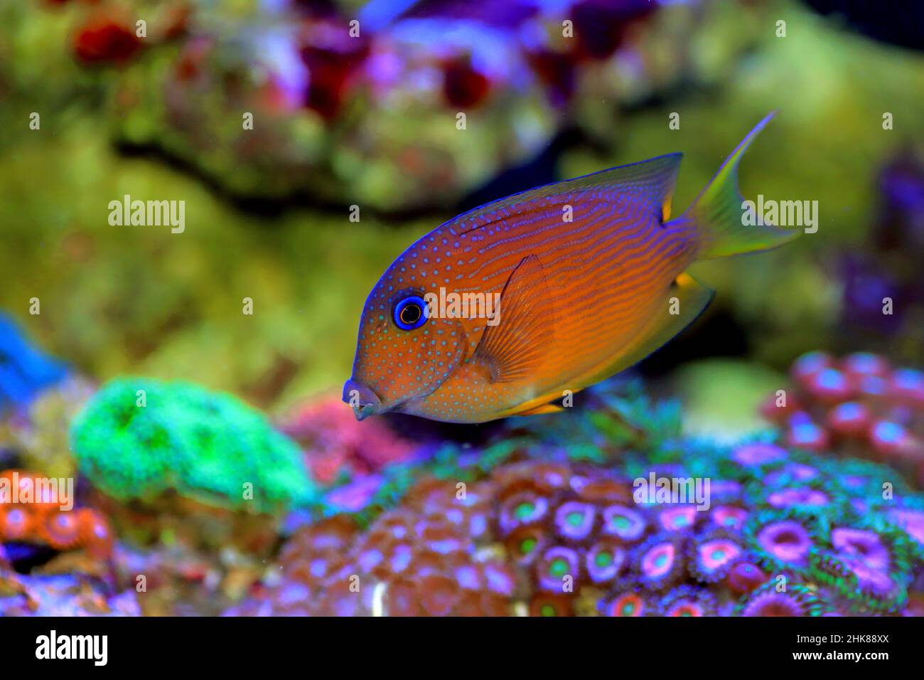 Tang-Fisch mit blauem Auge, Twospot Bristletooth - Ctenochaetus binotatus Stockfoto