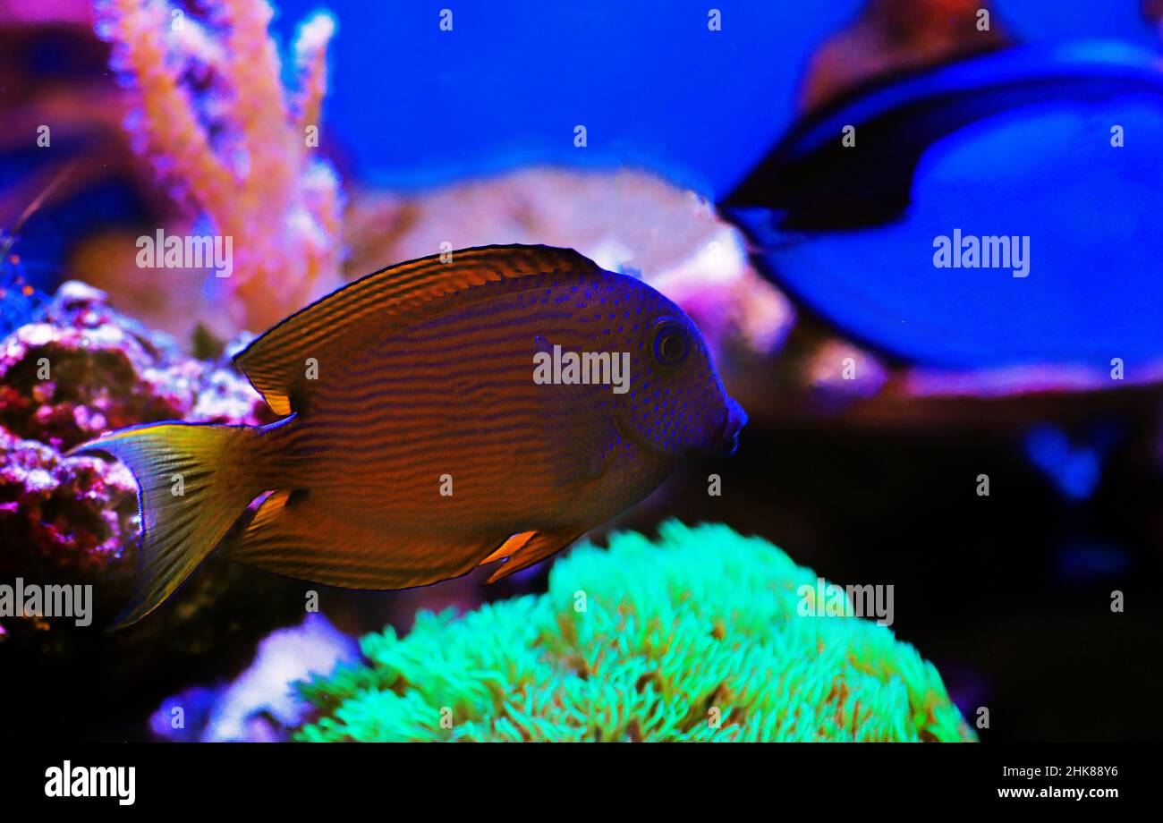 Tang-Fisch mit blauem Auge, Twospot Bristletooth - Ctenochaetus binotatus Stockfoto