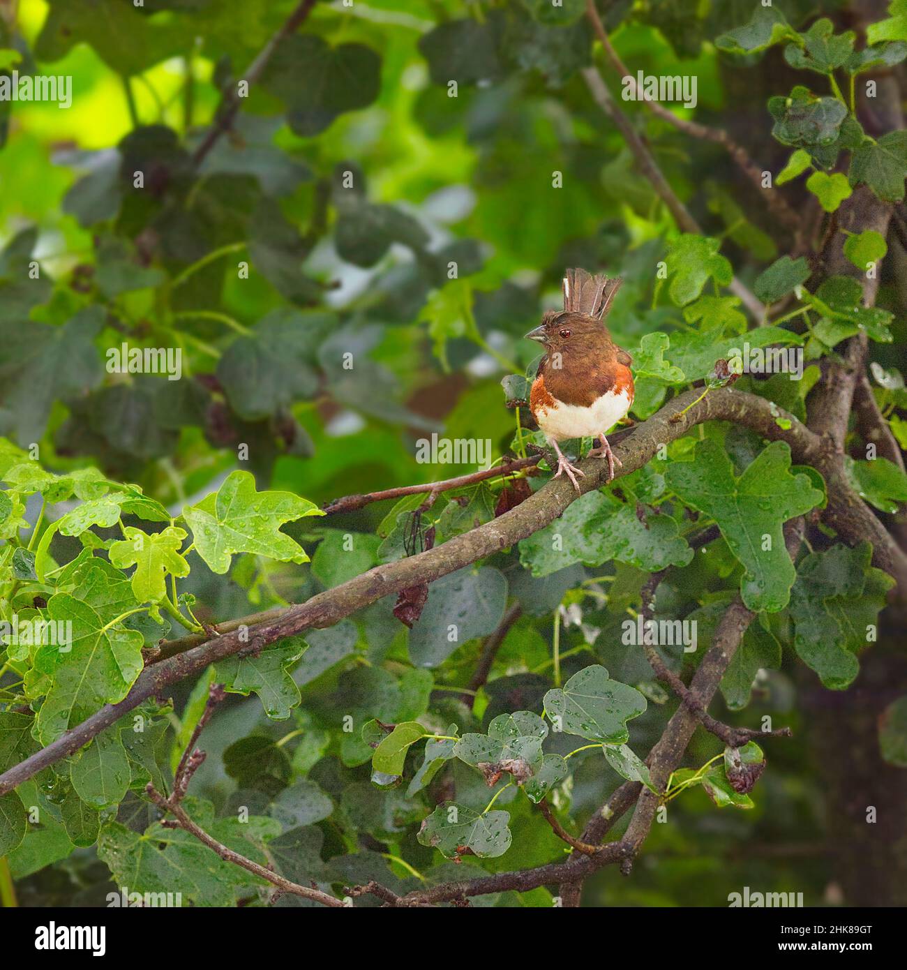 Eastern Towhee thronte während des Regens auf einem Baumzweig mit grünen Blättern, die seinen Lebensraum einfangen Stockfoto