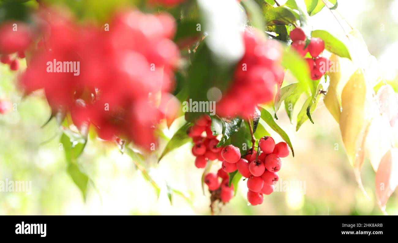 Ein Foto im Bannerstil mit einem beleuchteten australischen Lilly Pilly Baum, komplett mit vielen frischen rosa Beeren oder Früchten, die für Picki reif sind Stockfoto